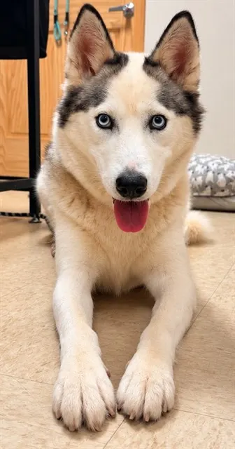 Shyla