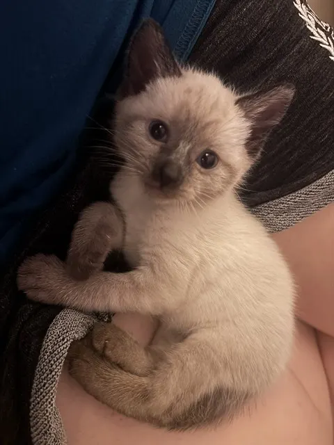 Blueberry