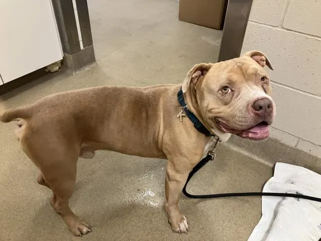 Adoptable Dog
