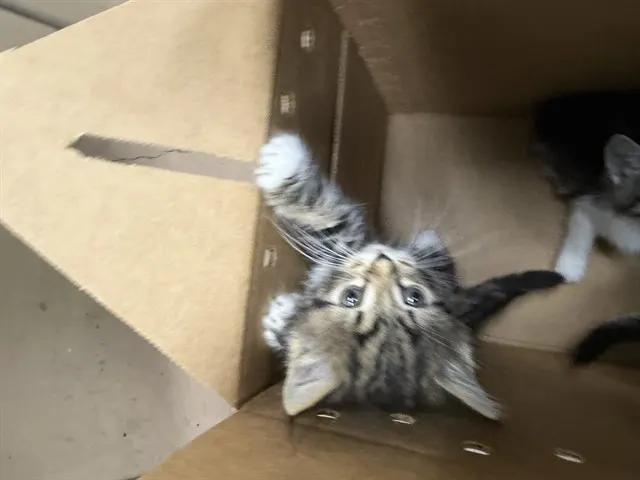 Adoptable Cat
