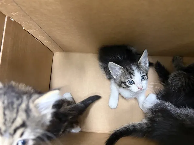 Adoptable Cat