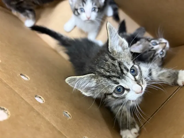 Adoptable Cat