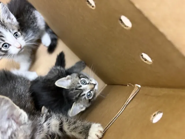 Adoptable Cat