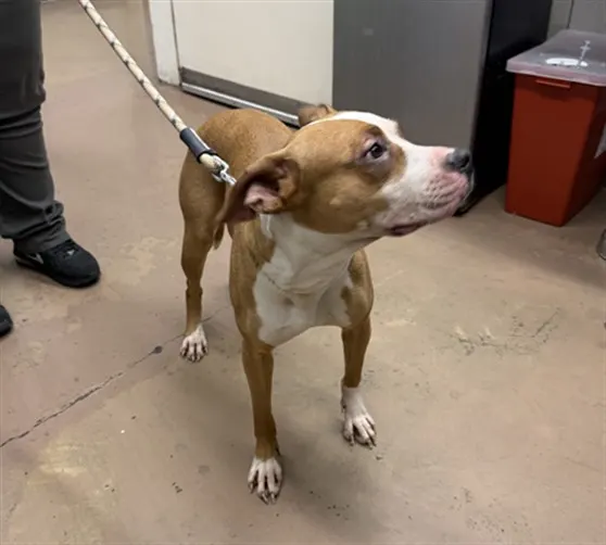 Adoptable Dog