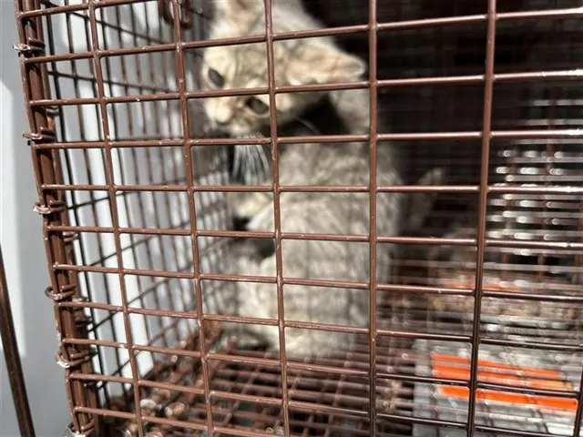 Adoptable Cat