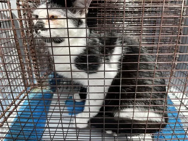 Adoptable Cat