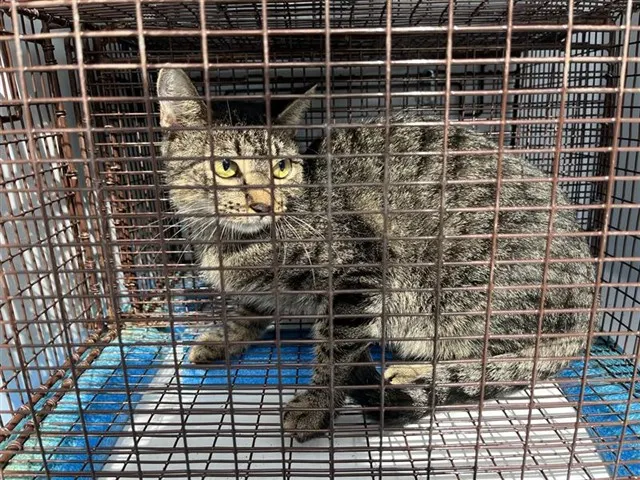 Adoptable Cat