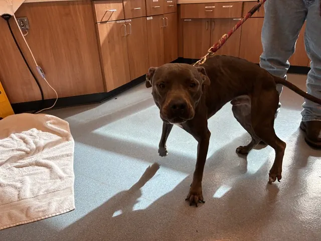 Adoptable Dog