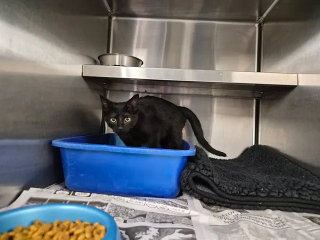 Binx
