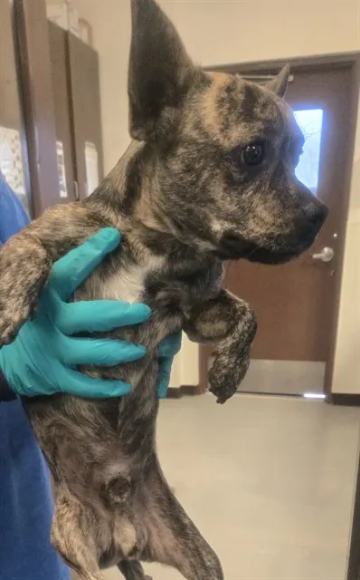 Adoptable Dog