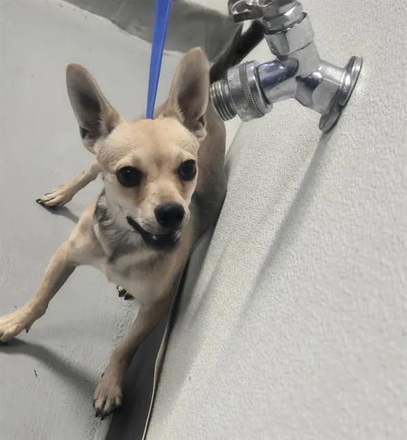 Adoptable Dog