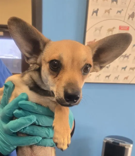 Adoptable Dog