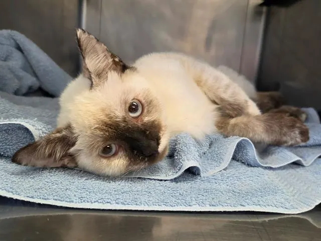 Adoptable Cat