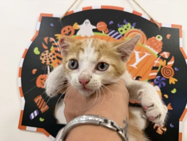 Candy Corn