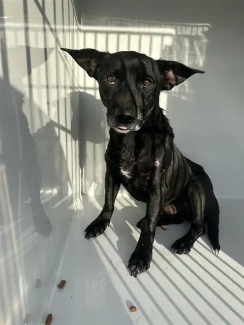 Adoptable Dog