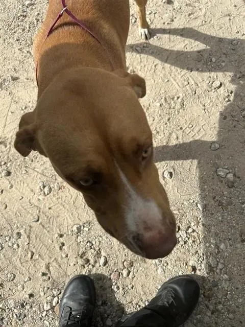 Adoptable Dog