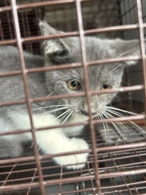 Adoptable Cat