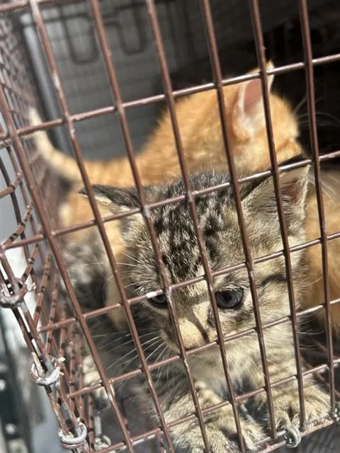 Adoptable Cat