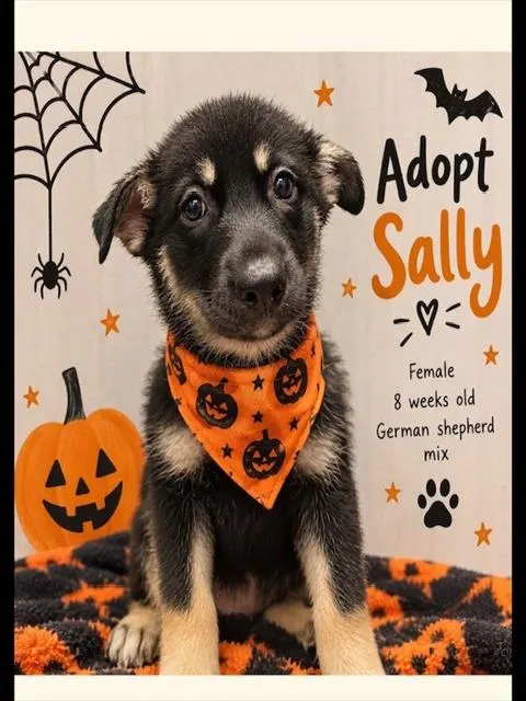 Adoptable Dog