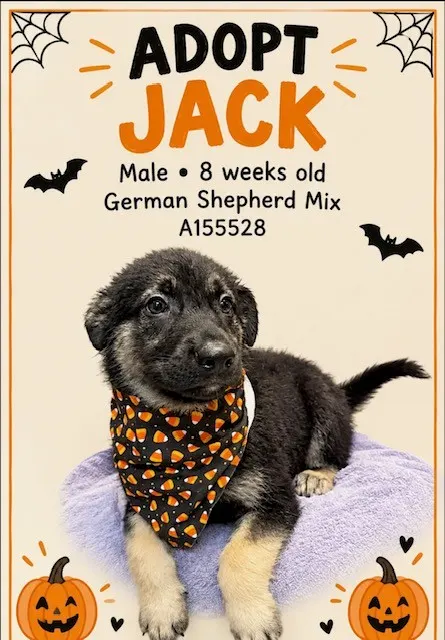 Jack