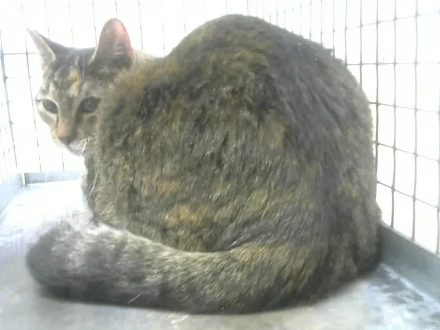 Daisy