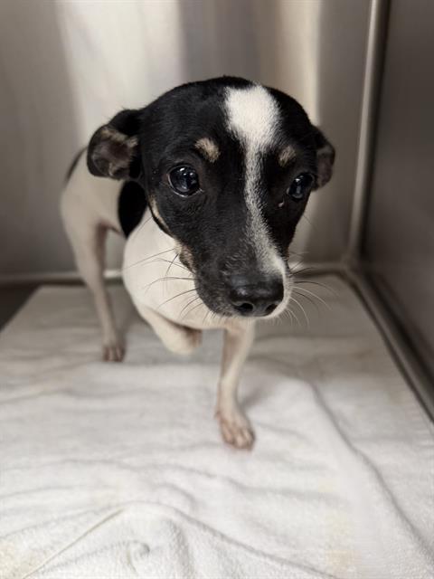 Shelter Staff Named Me *Elvira