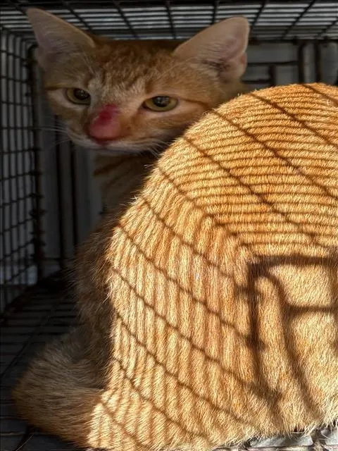 Adoptable Cat