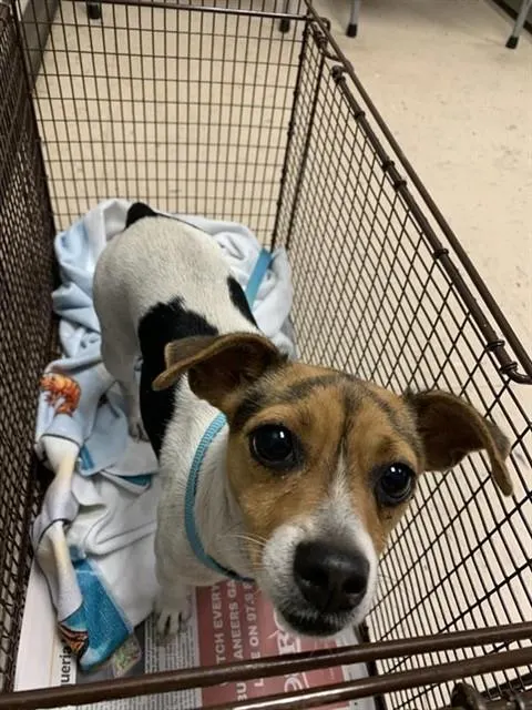 Adoptable Dog