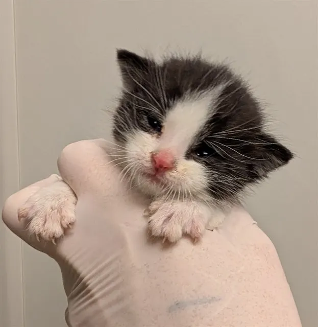 Adoptable Cat