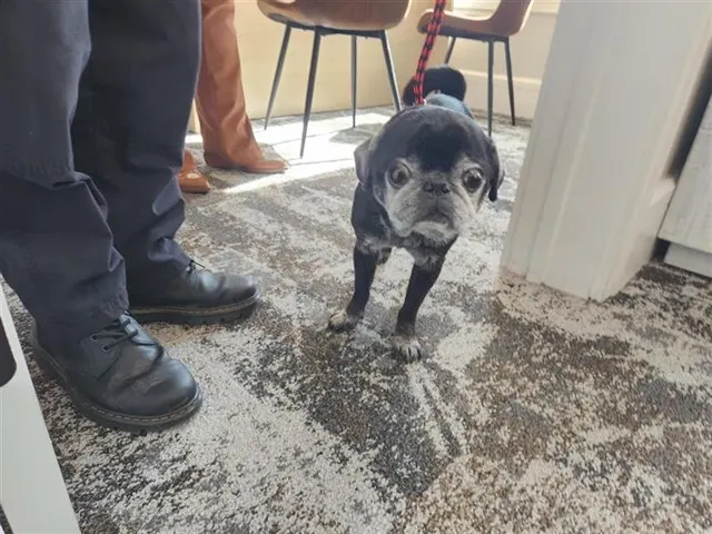 Adoptable Dog