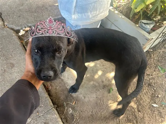 Adoptable Dog