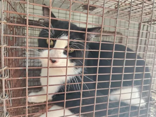 Adoptable Cat