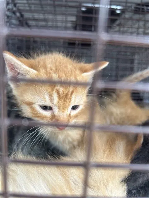 Adoptable Cat