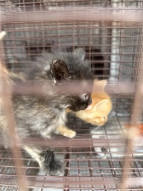 Adoptable Cat
