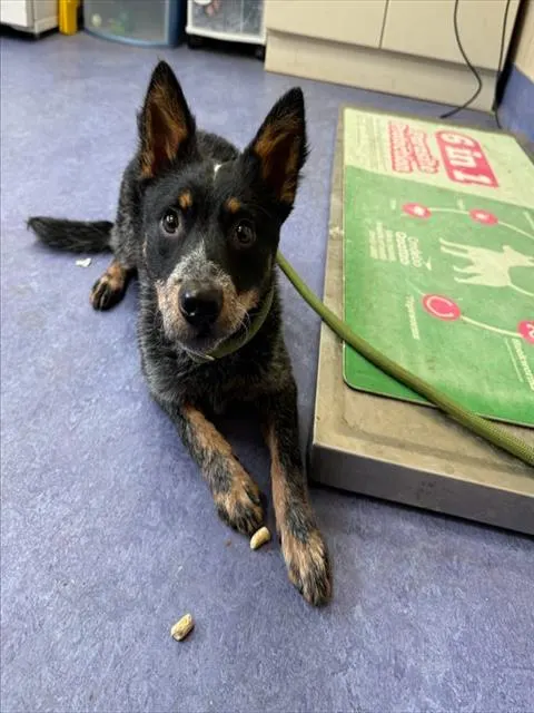 Adoptable Dog