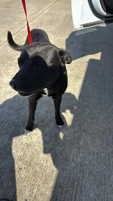 Adoptable Dog