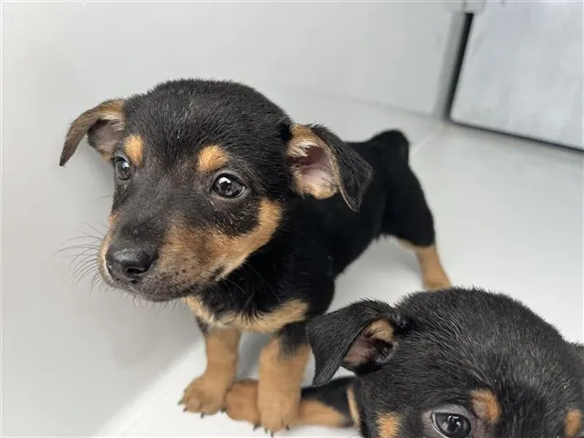 Adoptable Dog