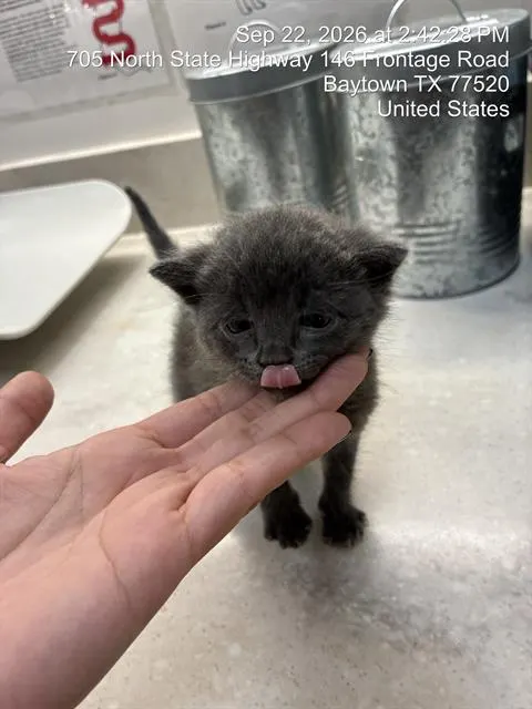 Jalapeno