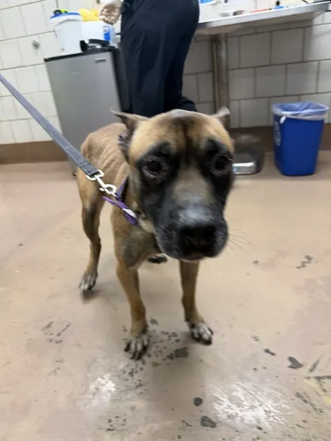Adoptable Dog