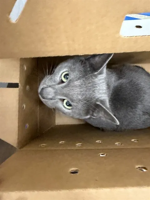 Adoptable Cat