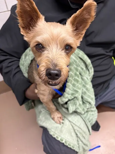 Adoptable Dog