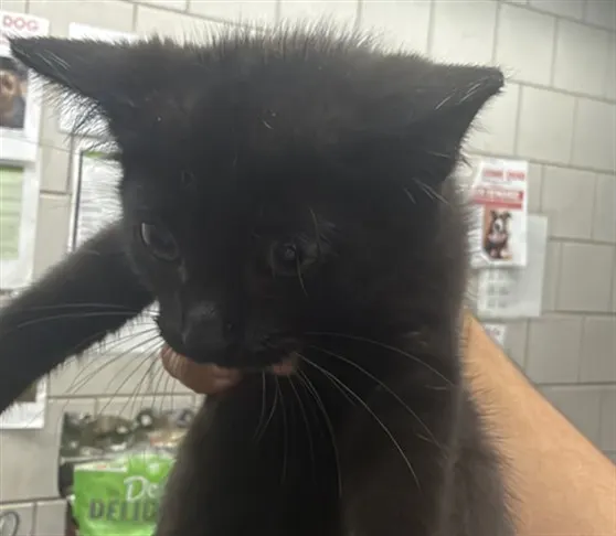Adoptable Cat