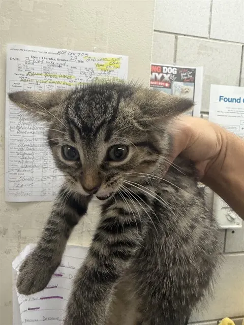 Adoptable Cat