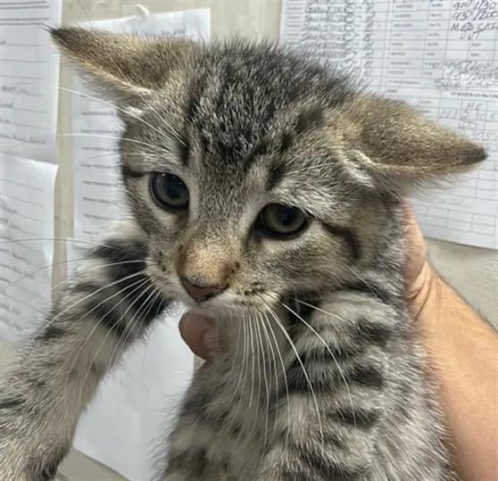 Adoptable Cat