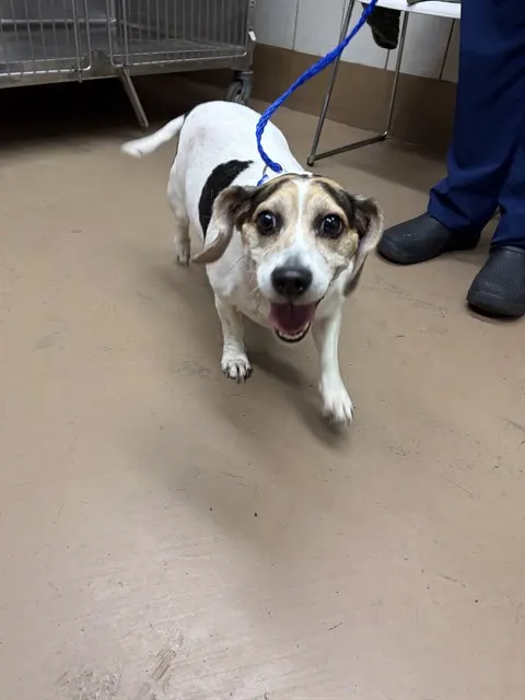 Adoptable Dog