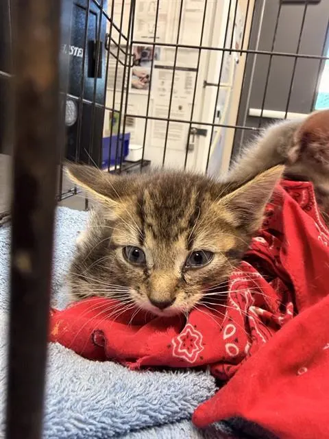 Adoptable Cat