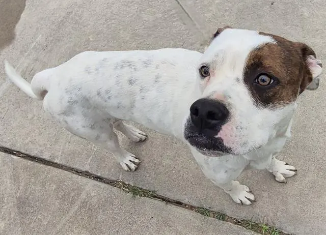 Adoptable Dog