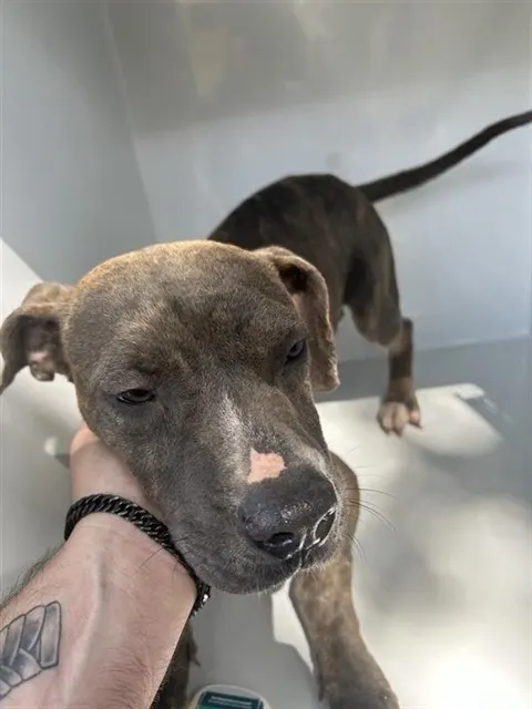 Adoptable Dog