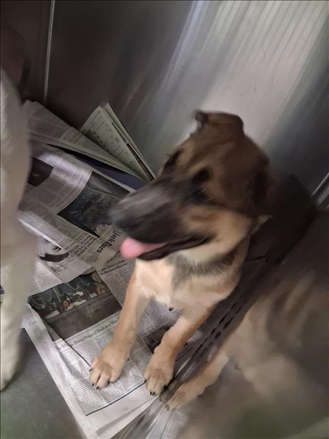 Adoptable Dog