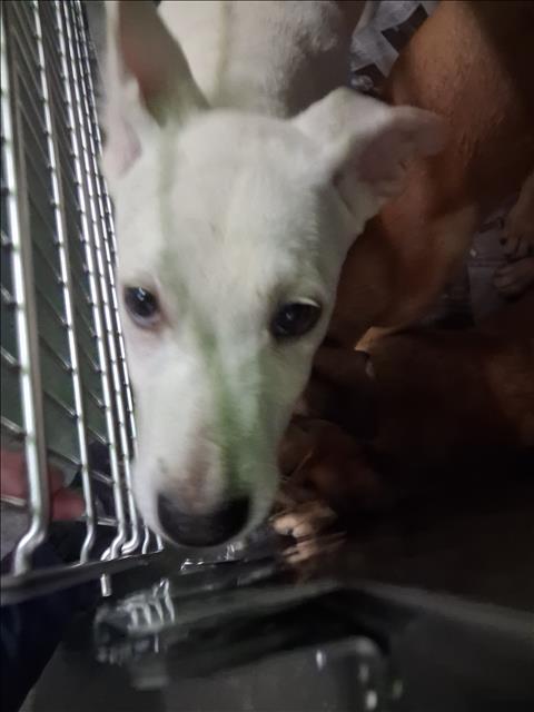 Adoptable Dog